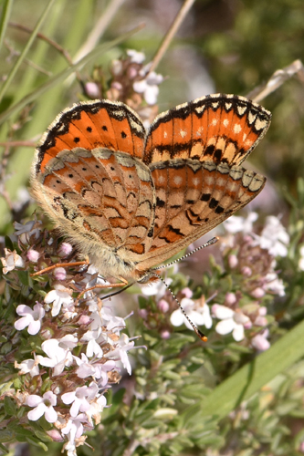 Spanish Fritillary